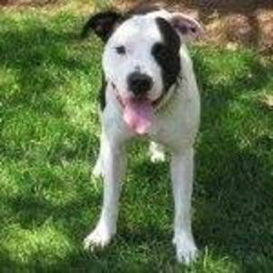 Meet your Posher, Terry